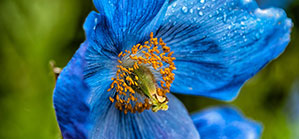 blue-poppy